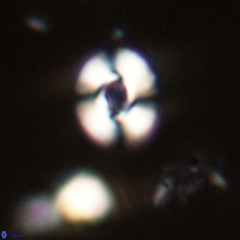 Reticulofenestra sp 2 VR 30263