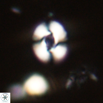 Reticulofenestra sp 2 VR 30263