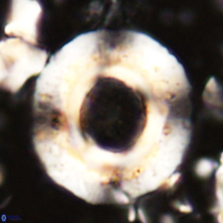 Reticulofenestra umbilicus VR 024355