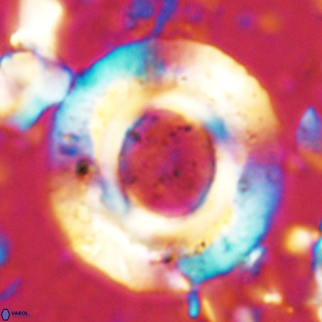 Reticulofenestra umbilicus VR 024356