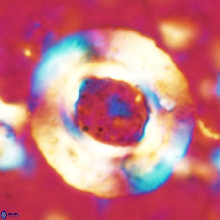 Reticulofenestra umbilicus VR 024357