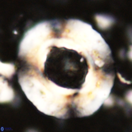 Reticulofenestra umbilicus VR 024358