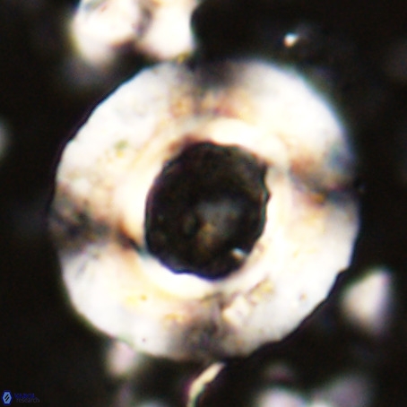 Reticulofenestra umbilicus VR 024359