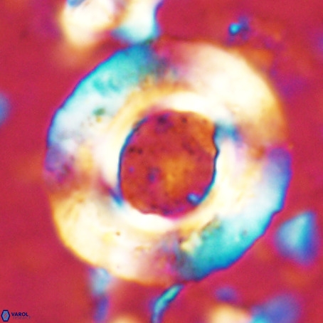 Reticulofenestra umbilicus VR 024360