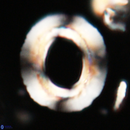 Reticulofenestra umbilicus VR 026234