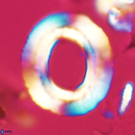 Reticulofenestra umbilicus VR 026235