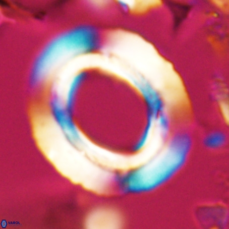 Reticulofenestra umbilicus VR 026236