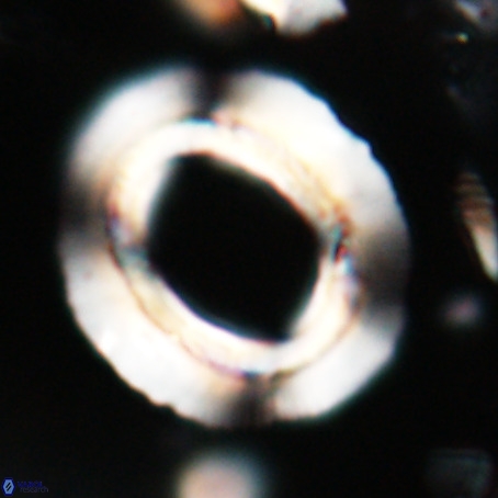 Reticulofenestra umbilicus VR 026237