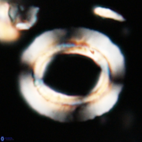 Reticulofenestra umbilicus VR 026238