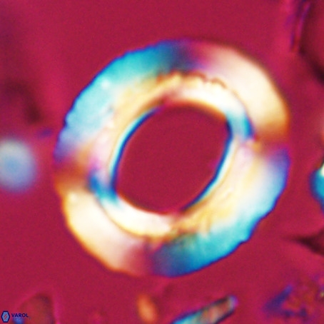 Reticulofenestra umbilicus VR 026240