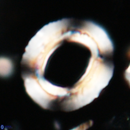 Reticulofenestra umbilicus VR 026241