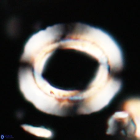 Reticulofenestra umbilicus VR 026242