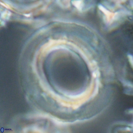 Reticulofenestra umbilicus VR 026251