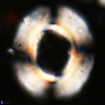 Reticulofenestra umbilicus VR 24270