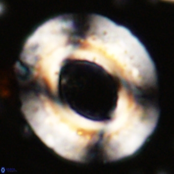 Reticulofenestra umbilicus VR 24273