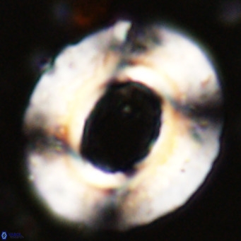 Reticulofenestra umbilicus VR 24275