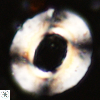 Reticulofenestra umbilicus VR 24275