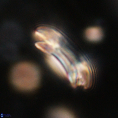 Reticulofenestra umbilicus VR 33940