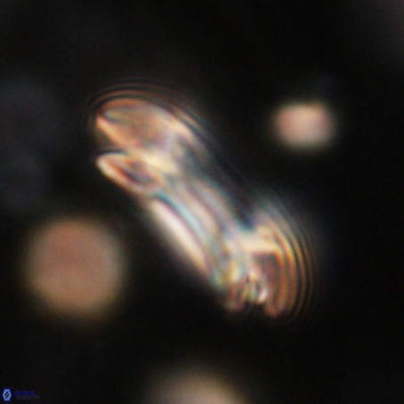 Reticulofenestra umbilicus VR 33941