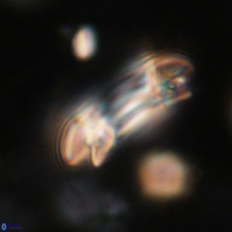 Reticulofenestra umbilicus VR 33945