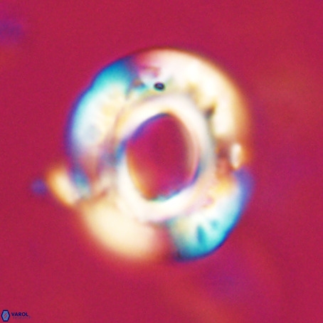 Reticulofenestra umbilicus VR 33947