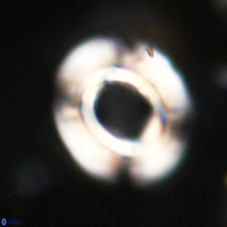 Reticulofenestra umbilicus VR 33922