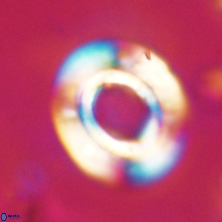 Reticulofenestra umbilicus VR 33923