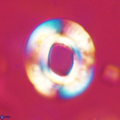Reticulofenestra umbilicus VR 33924
