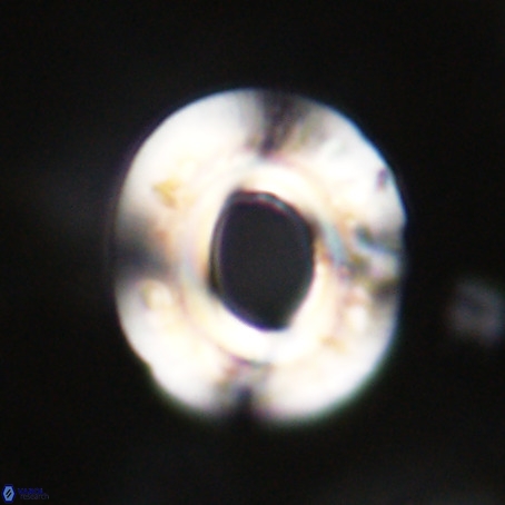 Reticulofenestra umbilicus VR 33925