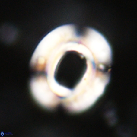 Reticulofenestra umbilicus VR 33926