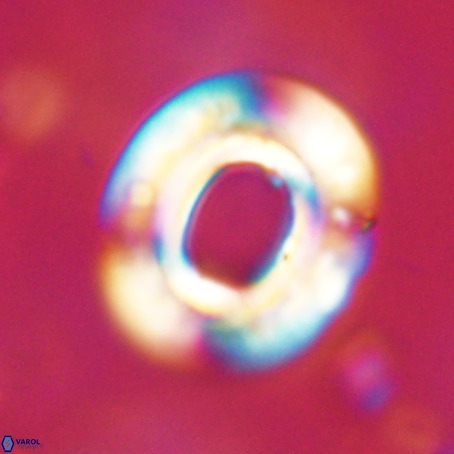 Reticulofenestra umbilicus VR 33927
