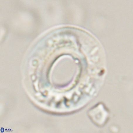 Reticulofenestra umbilicus VR 33928