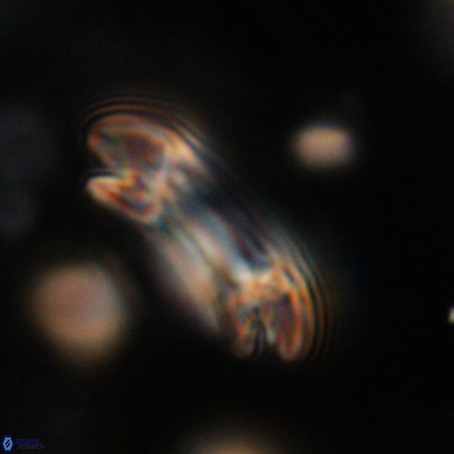 Reticulofenestra umbilicus VR 33937