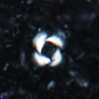 Reticulofenestra zancleana 19843