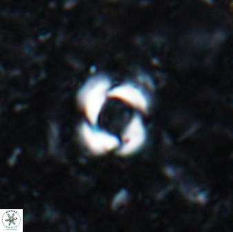 Reticulofenestra zancleana 19843