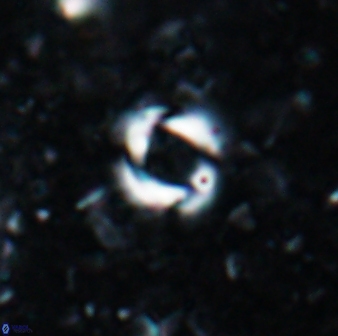 Reticulofenestra zancleana 19840