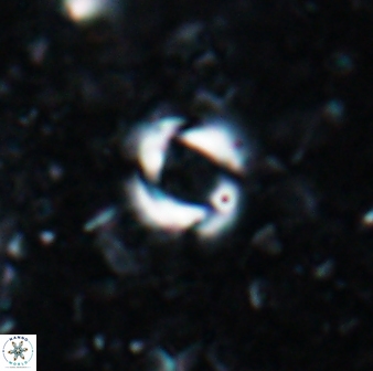 Reticulofenestra zancleana 19840