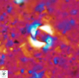 Reticulofenestra zancleana 19841