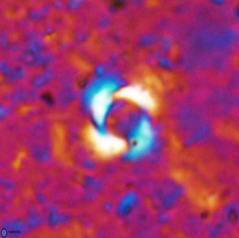 Reticulofenestra zancleana 19842