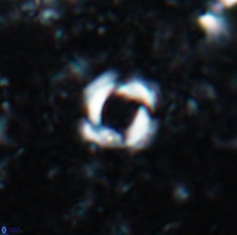 Reticulofenestra zancleana 19844