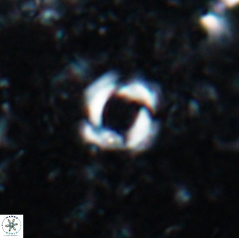 Reticulofenestra zancleana 19844
