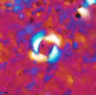 Reticulofenestra zancleana 19845