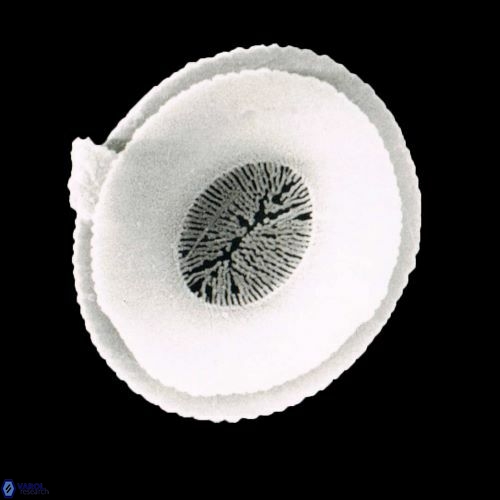 Reticulofenestra 1466 23 2