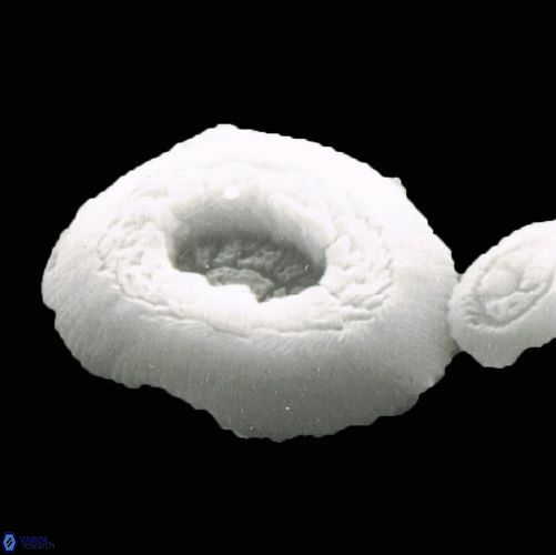 Reticulofenestra 947 17 2