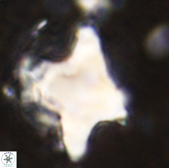 Rhomboaster bramlettei 49384