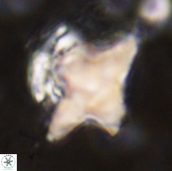 Rhomboaster bramlettei 49385