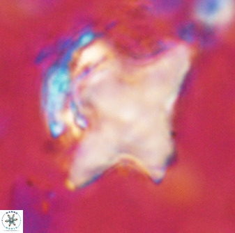 Rhomboaster bramlettei 49386