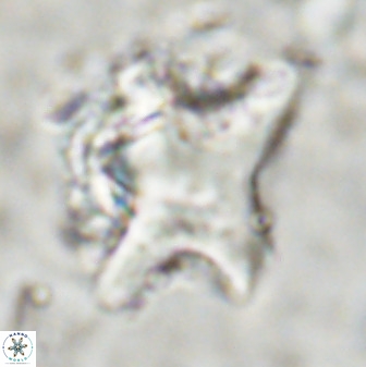 Rhomboaster bramlettei 49387