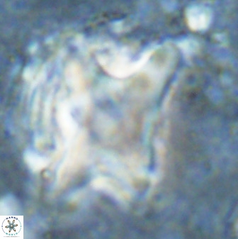 Rhomboaster bramlettei 49388