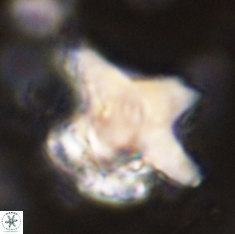 Rhomboaster bramlettei 49381